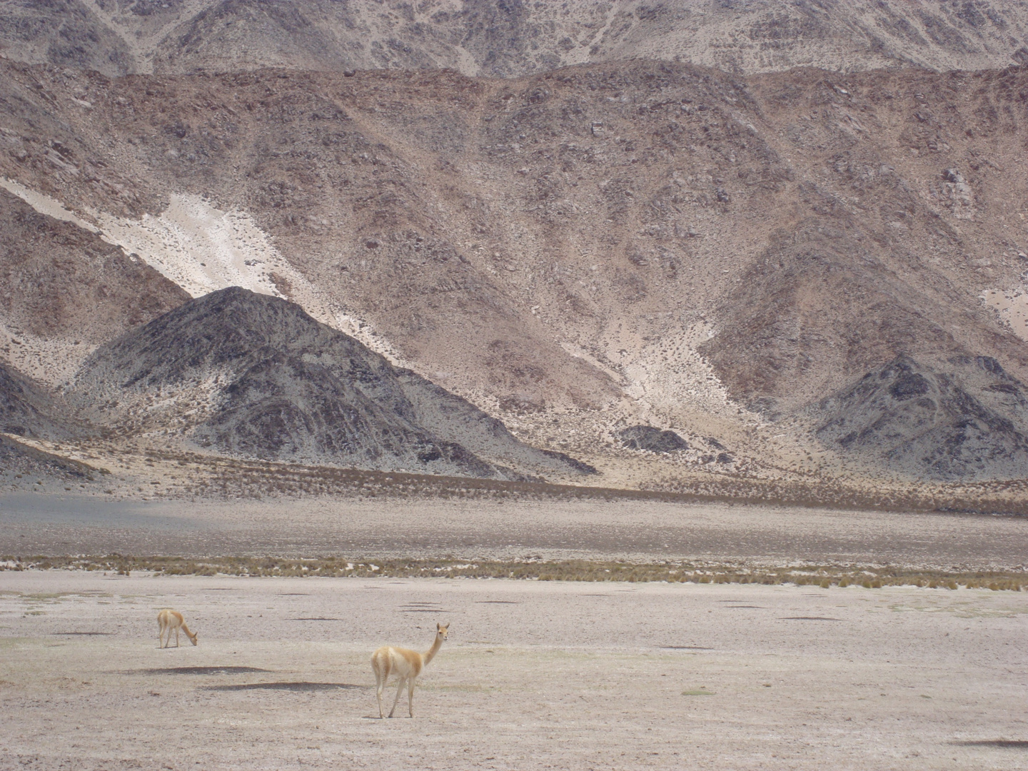 La Puna - Argentina