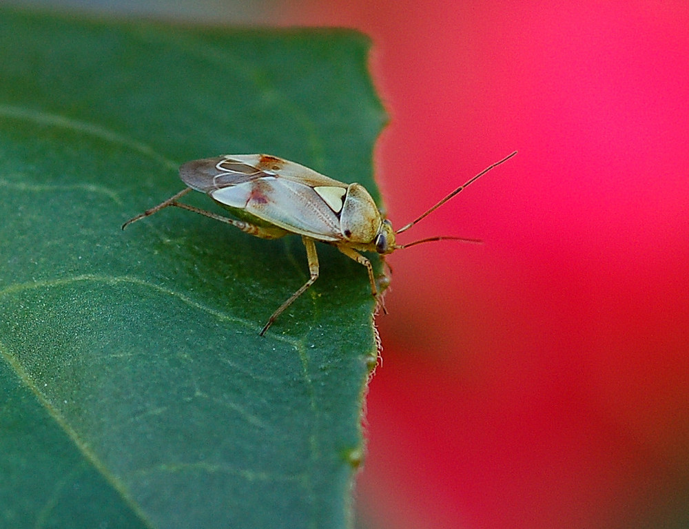 La punaise (1) - Lygus pratensis ( HEMIPTERES )