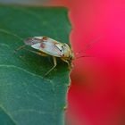 La punaise (1) - Lygus pratensis ( HEMIPTERES )