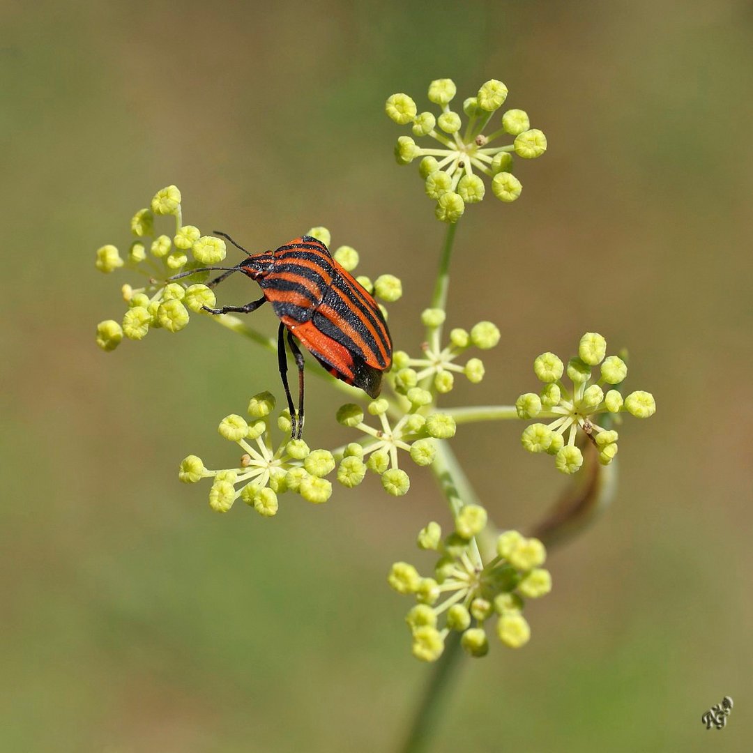 La punaise arlequin