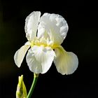 La pureté de l'Iris blanc