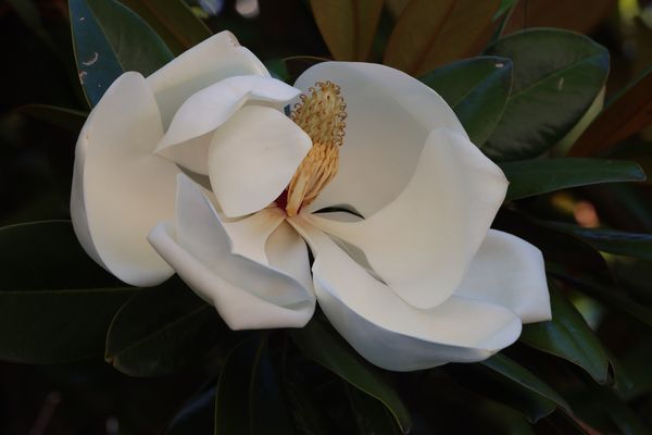  La Pureza, La Belleza y La Resistencia. ( Magnolia )