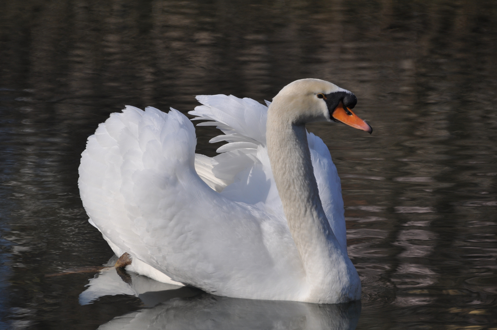 La purezza del Cigno.........