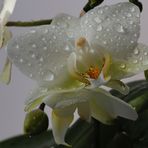 La purezza dell'Orchidea