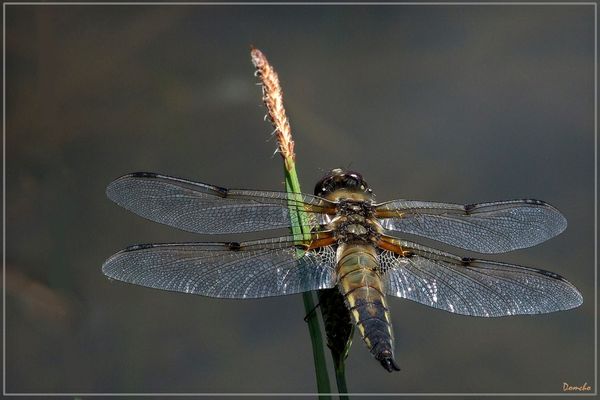 La quatre taches du Queyras