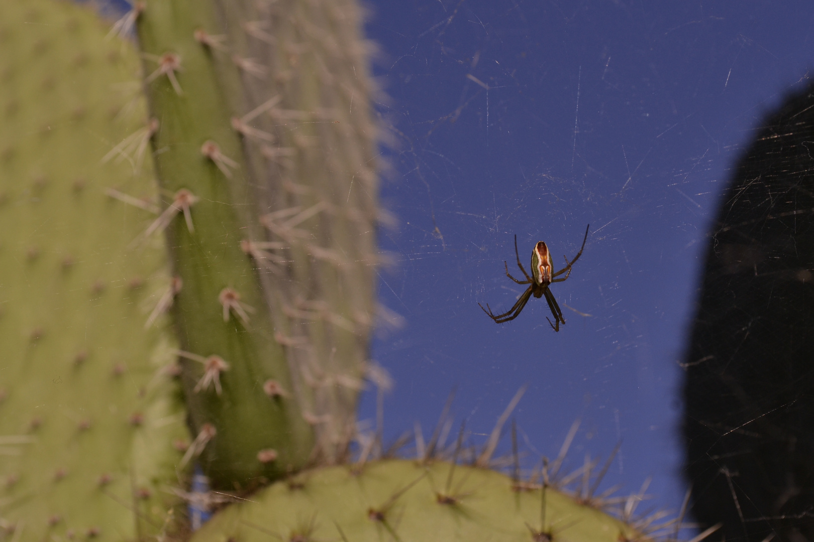 LA que te engaña, esta vez no es la araña.