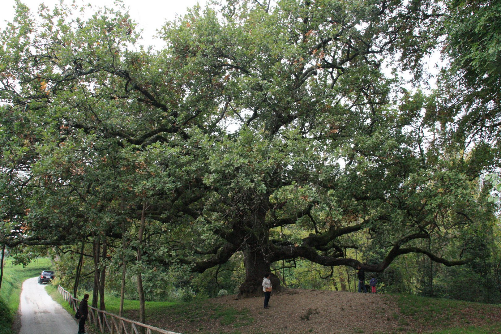 la quercia di pinocchio