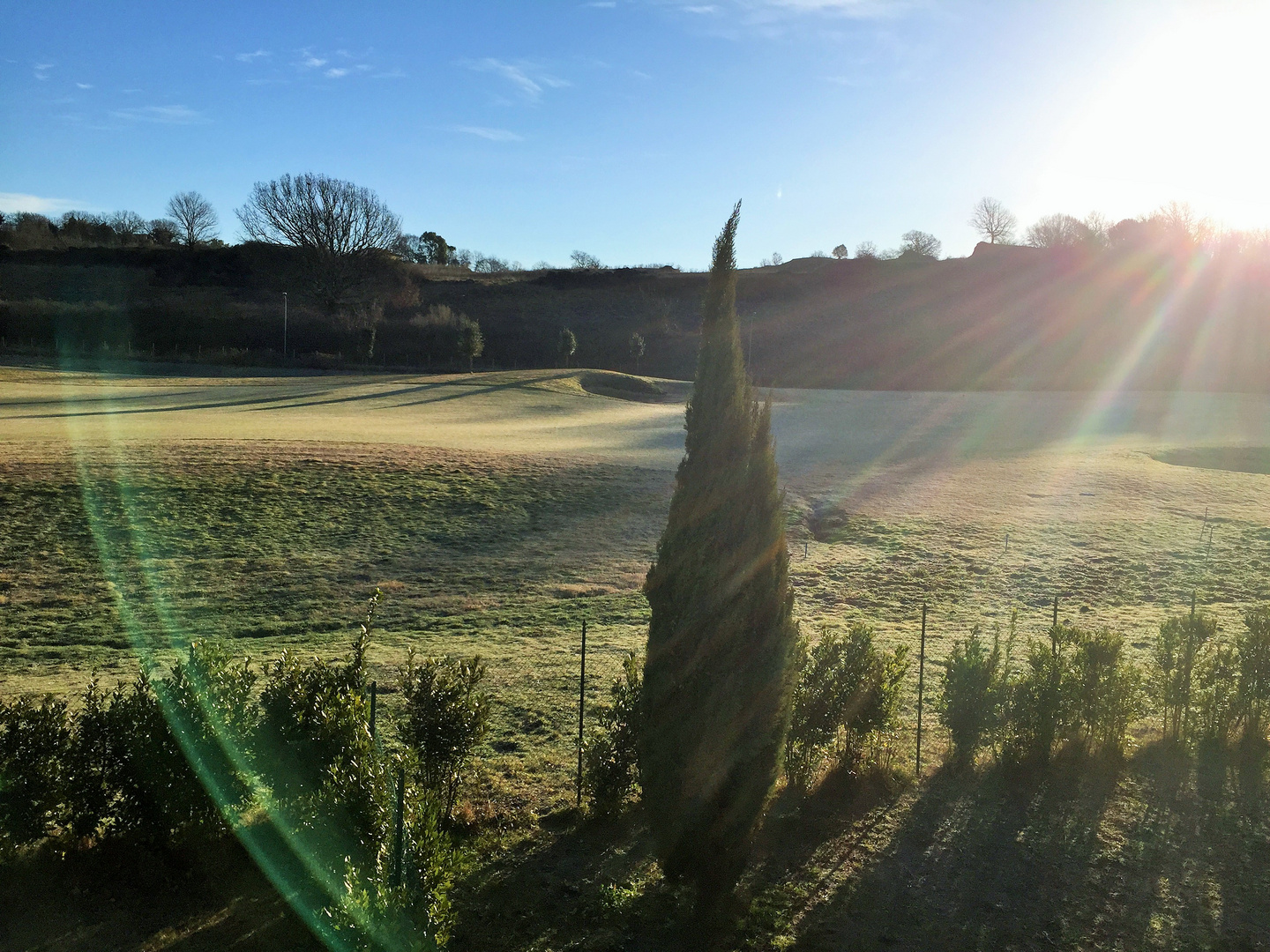 La quercia e il cipresso