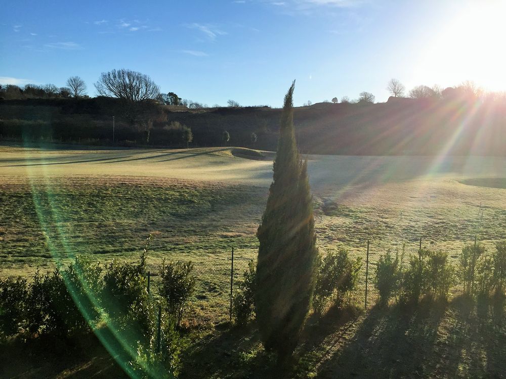 La quercia e il cipresso