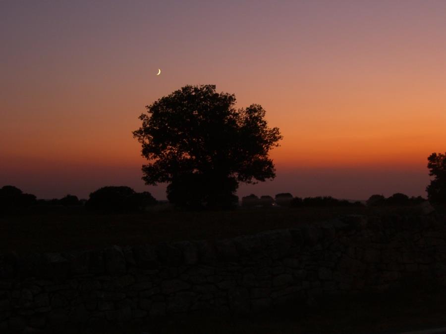 la quercia e la luna