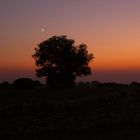 la quercia e la luna