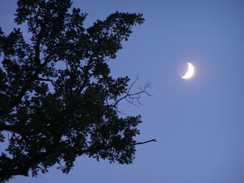 La quercia e la luna