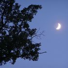 La quercia e la luna