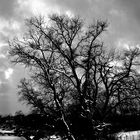 La quercia nella neve