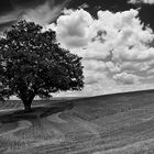 la quercia solitaria