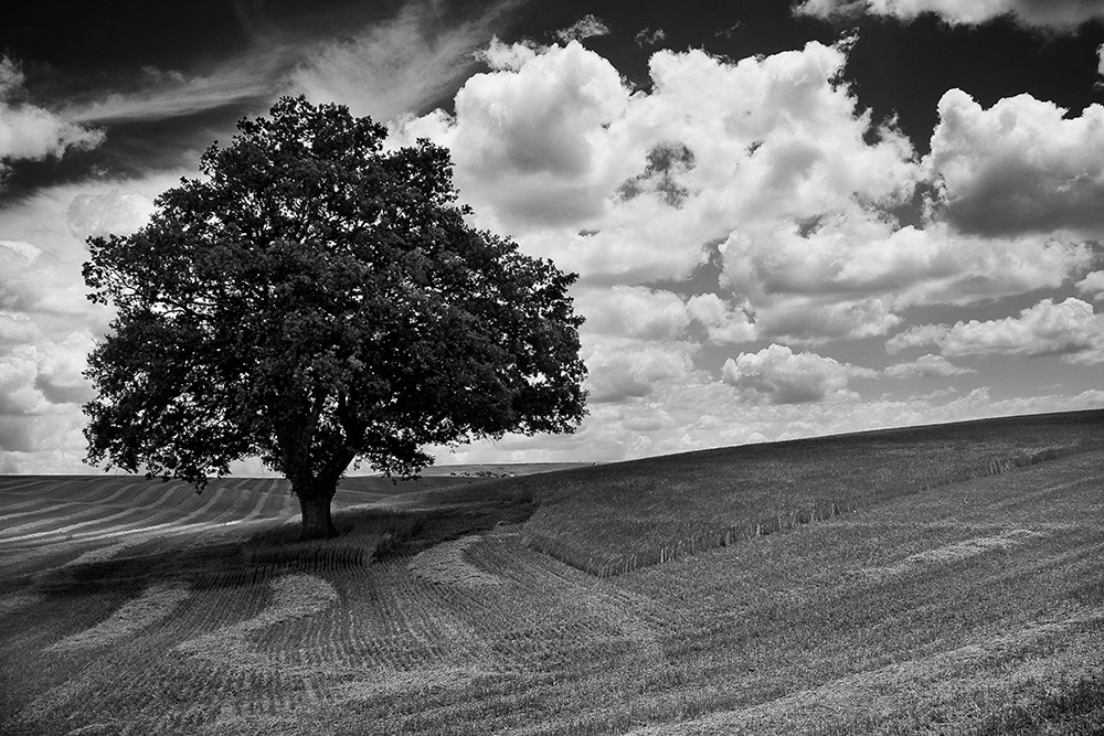 la quercia solitaria