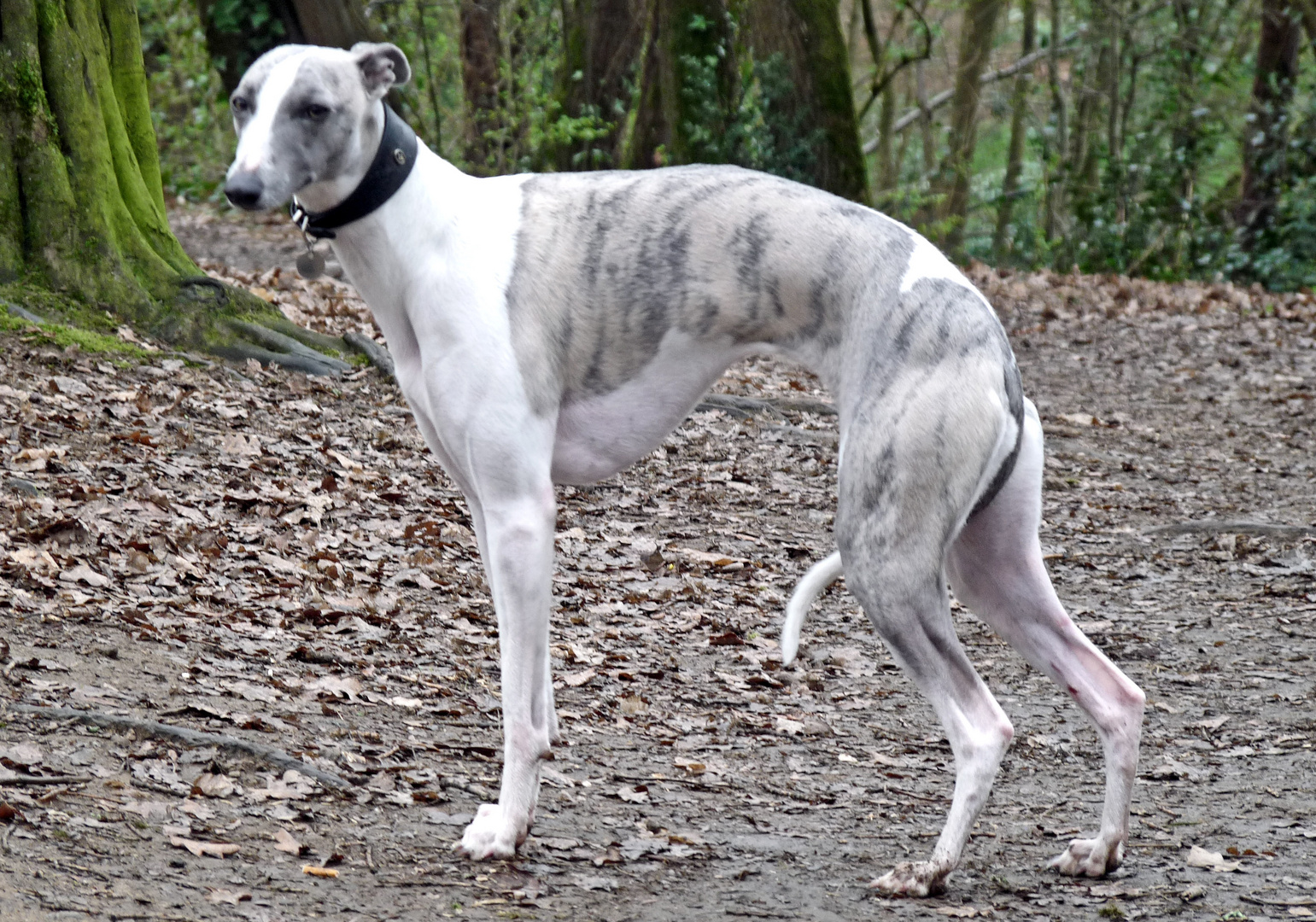 Chien Queu Entre Les Jambes