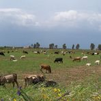 La quiete e la tempesta