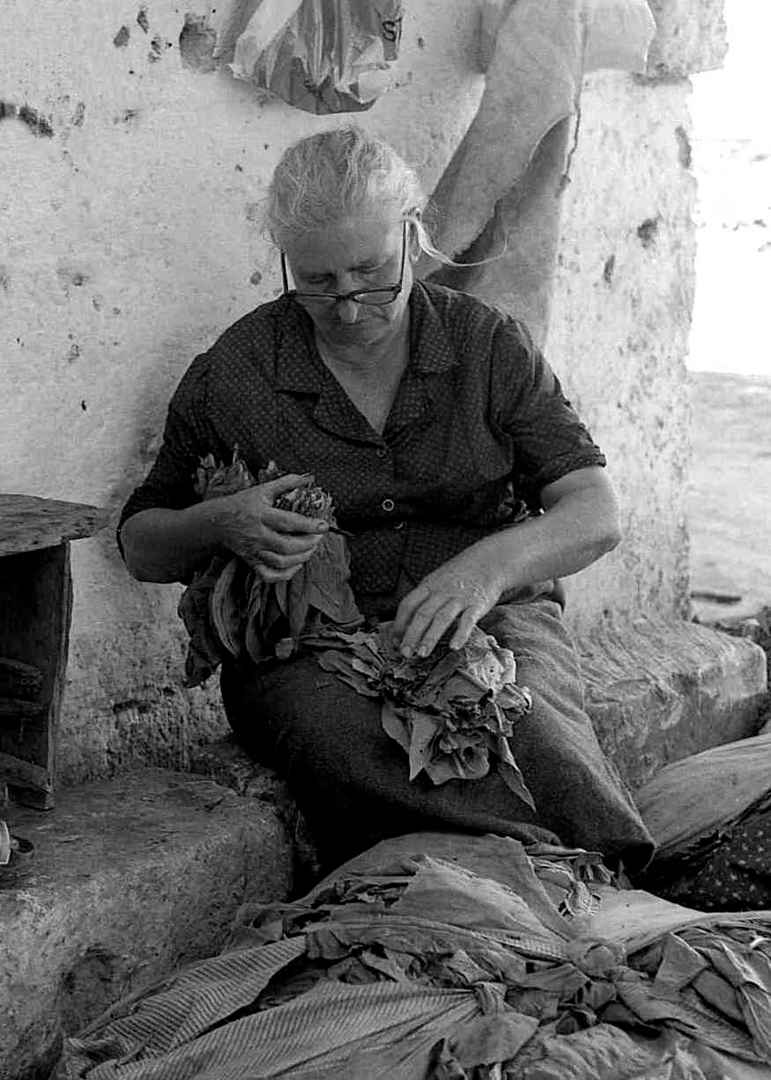 La raccolta del tabacco nel Salento