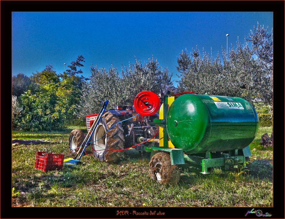 La raccolta dell' ulivo