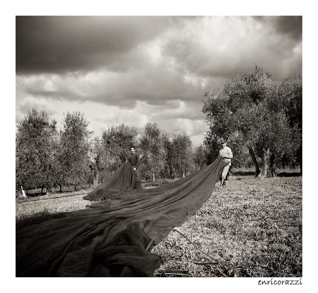 la raccolta delle olive