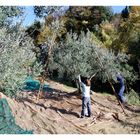 la raccolta delle olive