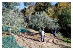 la raccolta delle olive
