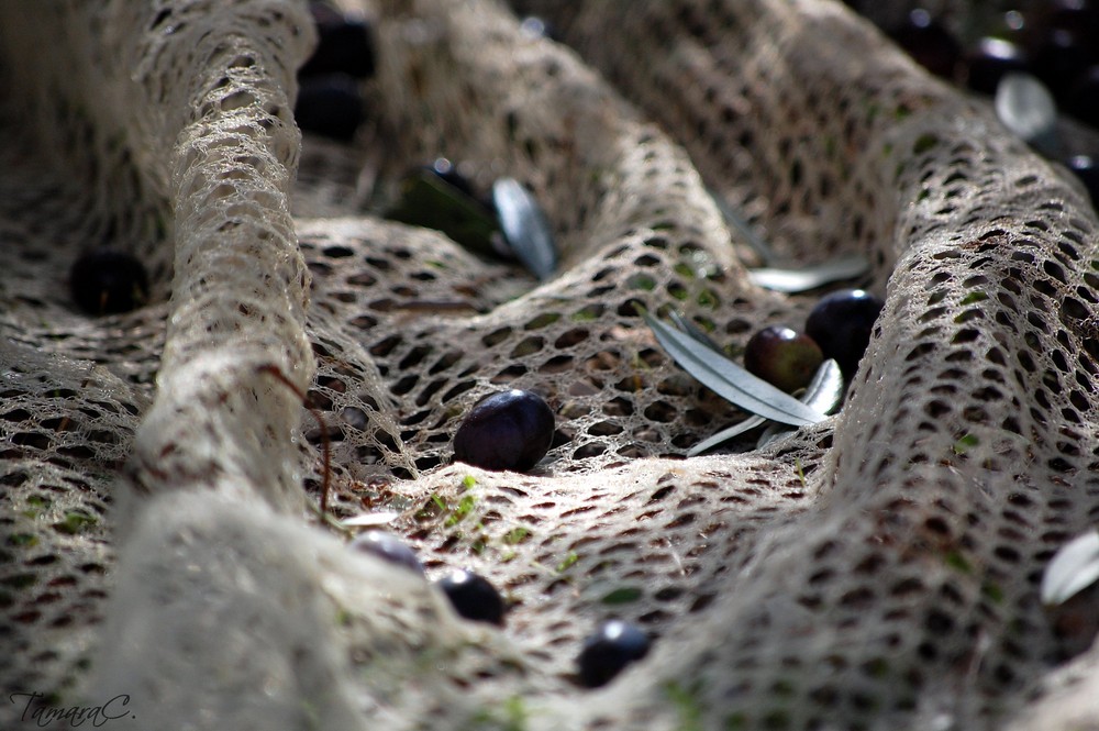 La raccolta delle olive.. il rito..