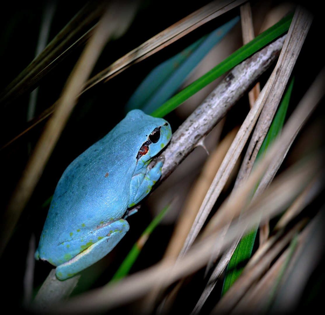 la rainette bleue