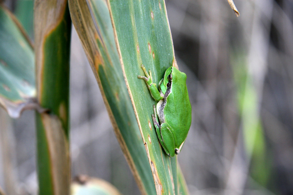 La Rainette verte, Hyla arborea arborea