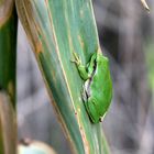 La Rainette verte, Hyla arborea arborea