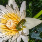 LA RANA Y LA FLOR