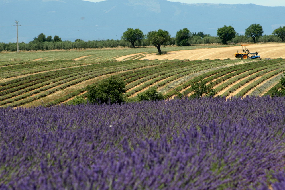 La récolte