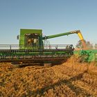 La récolte du riz, en Camargue