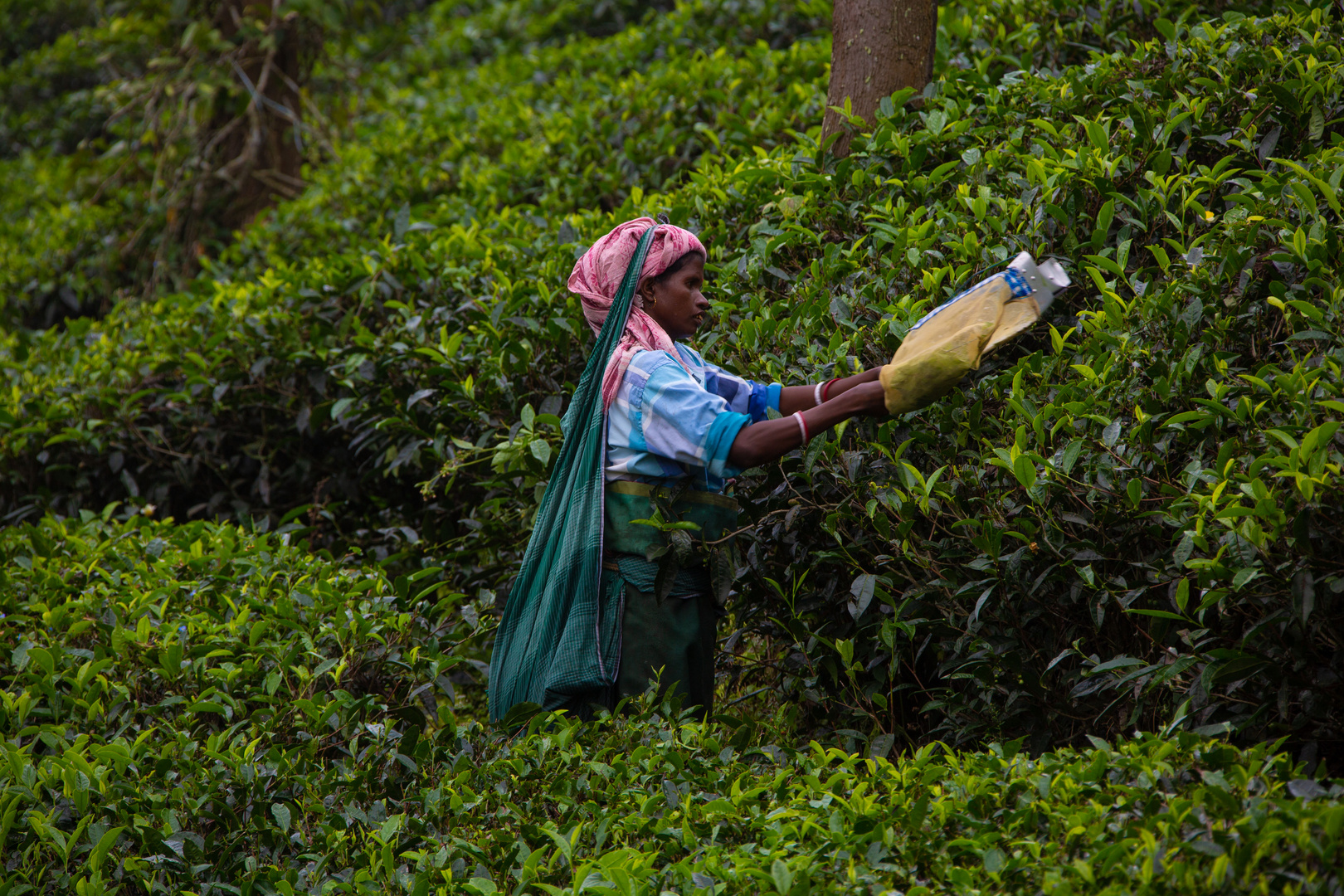 La récolte du thé dans les montagnes du Kerala