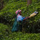 La récolte du thé dans les montagnes du Kerala