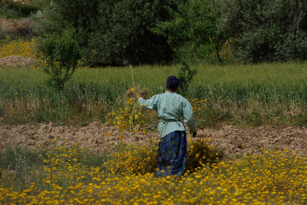 La récolte