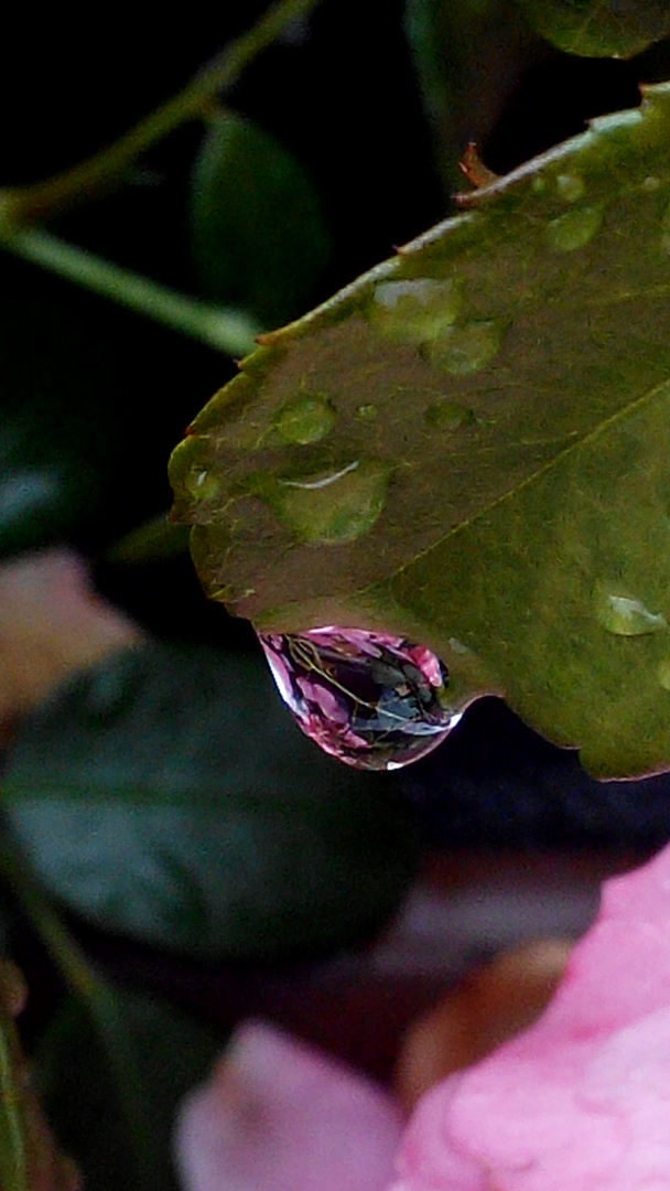 La refracción en una gota de lluvia.