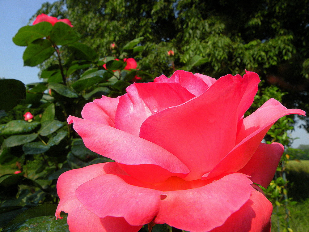 La regina dei fiori