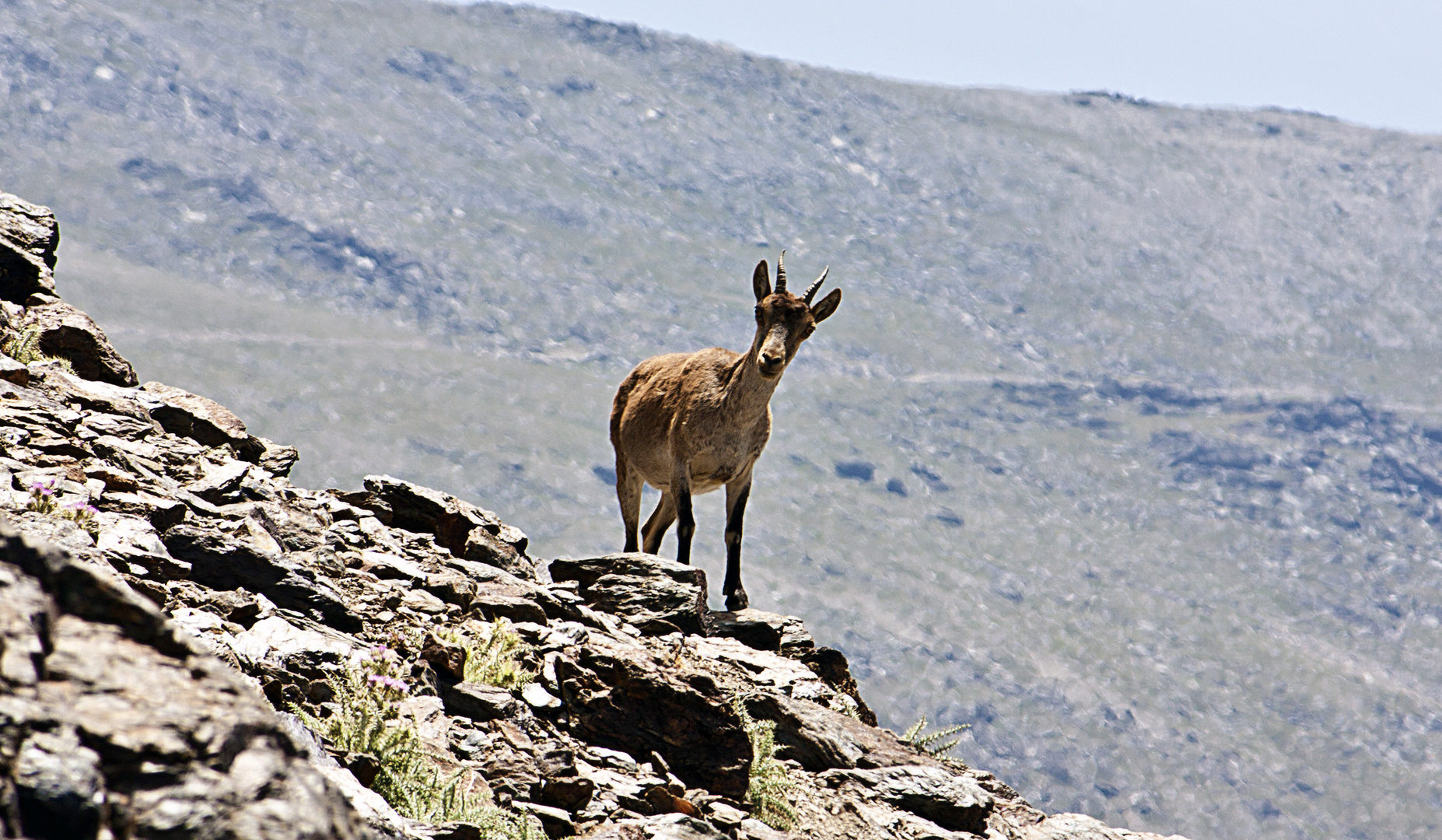 La reina de la montaña. Capra hispanica