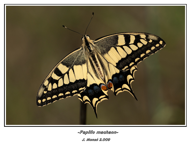 La reina de las princesas(Papilio machaon)