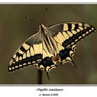 La reina de las princesas(Papilio machaon)