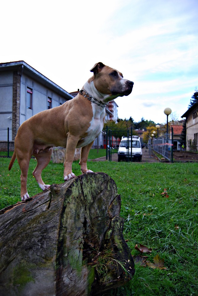 la reina perruna.