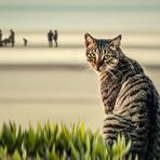 LA REINE DE LA PLAGE