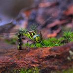 La reine des airs fait une pause (MACRO)