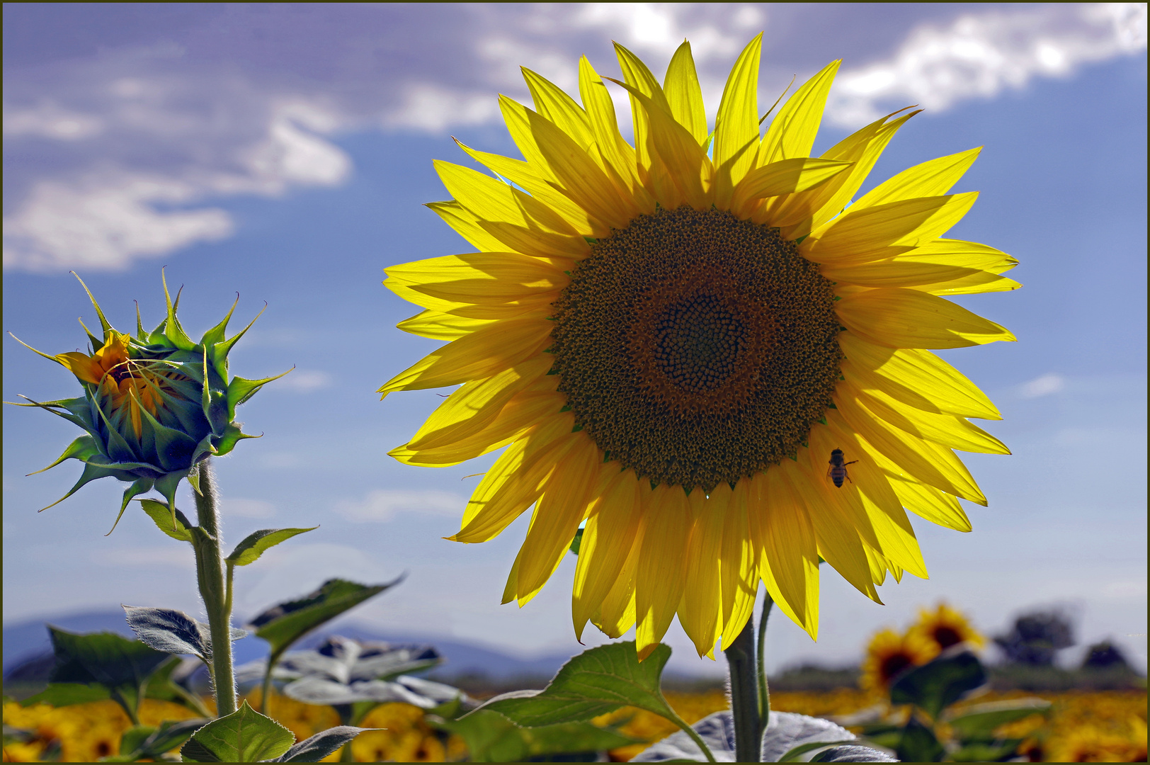 la reine  des fleurs  de l été...