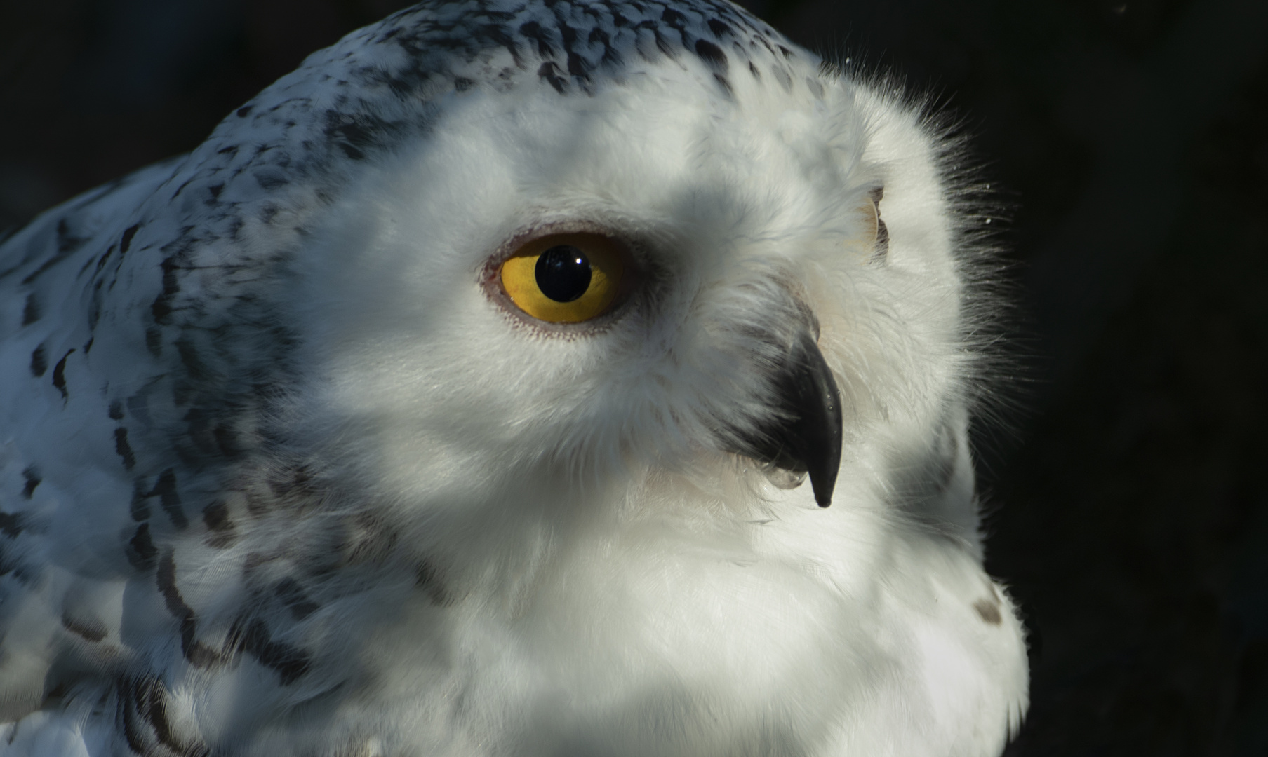 La reine des neiges (Bubo scandiacus, harfang des neiges)