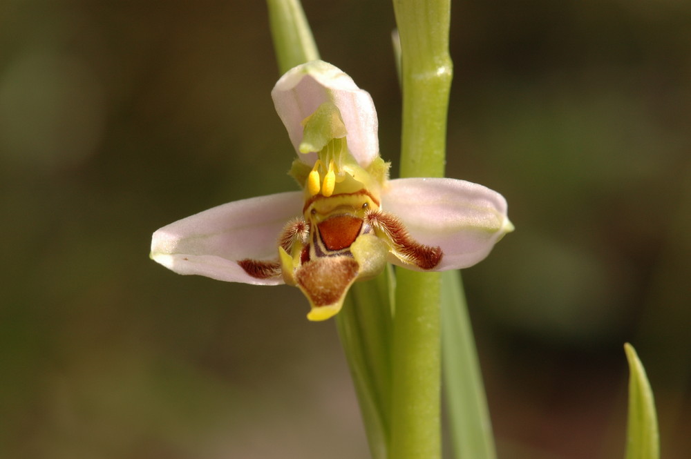 la reine des orchidées...:ORCHIDEE ABEILLE