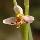 la reine des orchidées...:ORCHIDEE ABEILLE