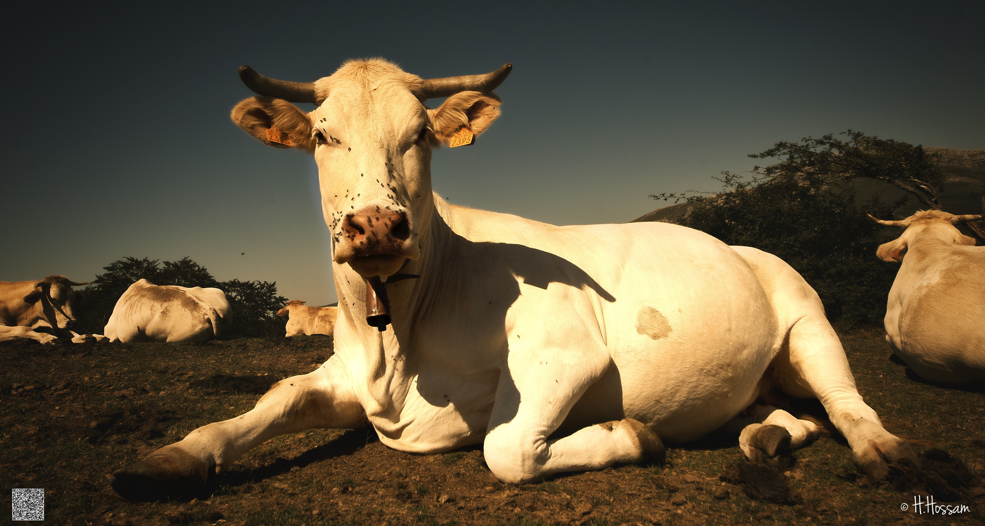 La Reine des vaches